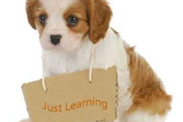 מה בין אילוף לחינוך כלבים